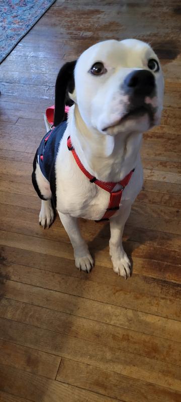 Youly Red Adjustable Harness Reflective Red Dog Harness, Large (71