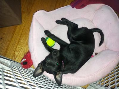 chihuahua/basenji mix