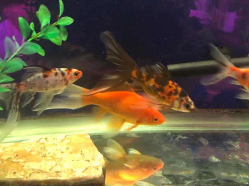 Marineland Color Enhancing Goldfish Flakes 4.41oz - Premium Nutrition For Vibrant Goldfish