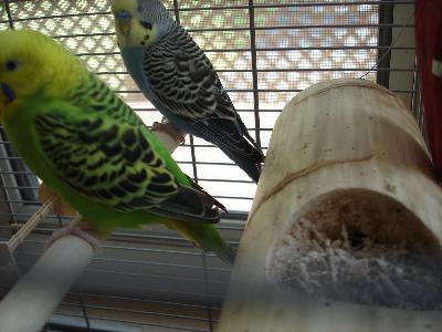 See some wood shaving on hole? they chewed these!!