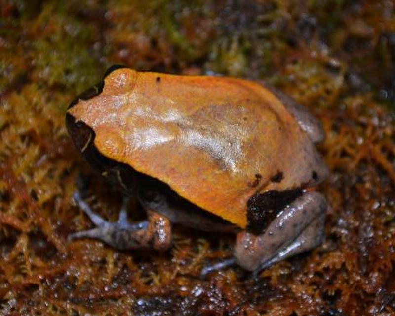 Tomato Frog For Sale | Petco