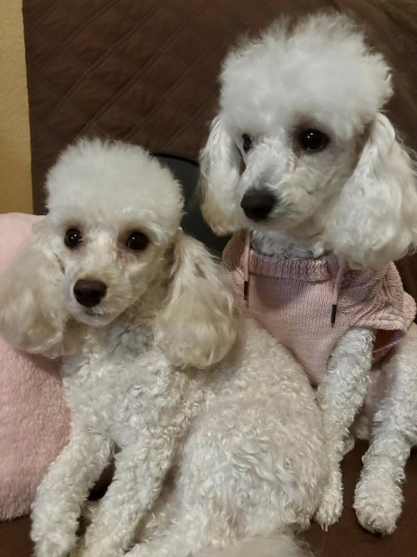 Toy poodle (small size) versus Daisy wearing a Medium.