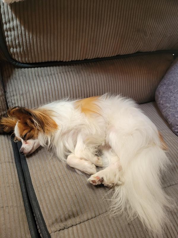 Buddy snoozing on a dogday afternoon