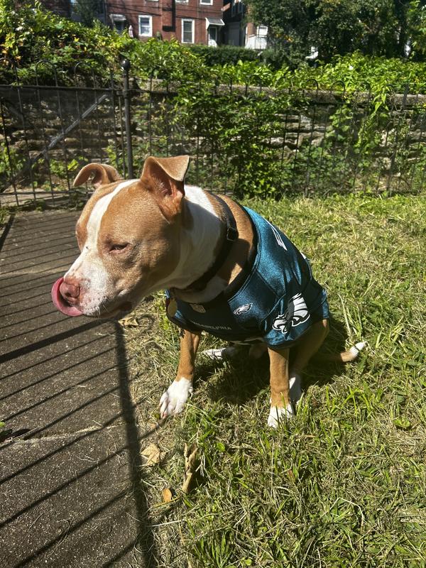 Philadelphia Eagles Dog Jersey - Medium