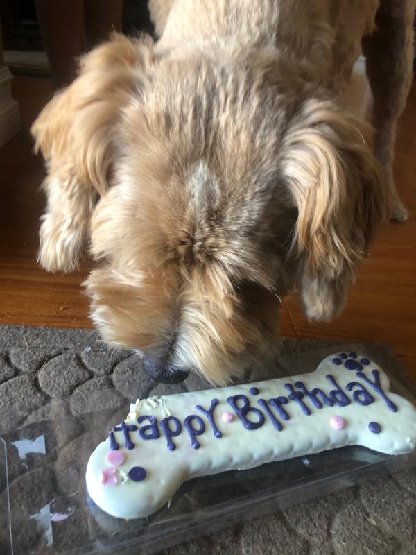 petco dog birthday gift