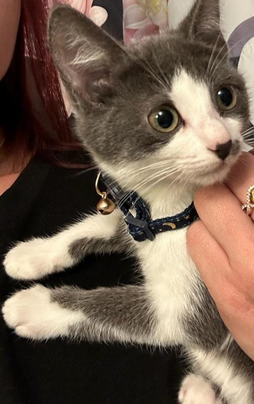 Cat Collars – Neon Moon Pet Boutique