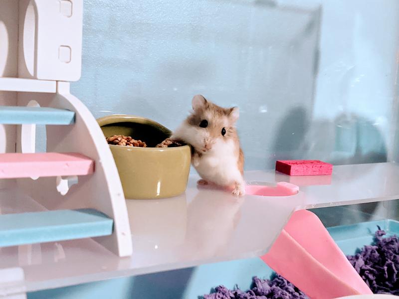 Dwarf hamster hot sale petco