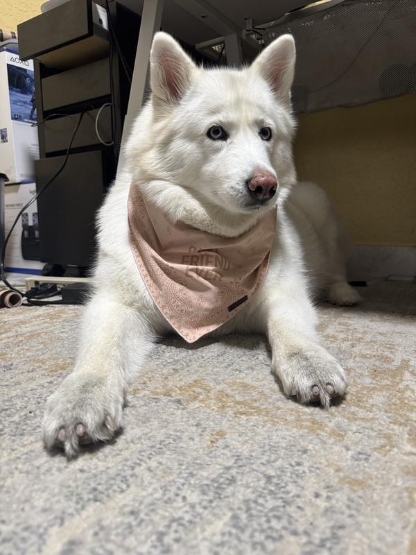 Best friend bandana