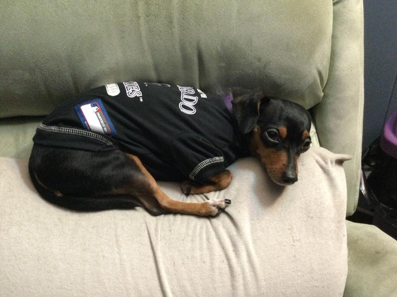 Los Angeles Dodgers Dog Shirt exclusive at The Honest Dog