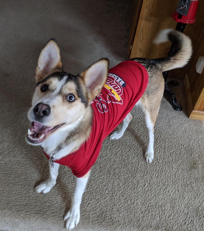 Pets First MLB ST Louis Cardinals Reversible T-Shirt, Medium for Dogs &  Cats. A Pet Shirt with The Team Logo; Stripe Tee Shirt on one Side; Solid