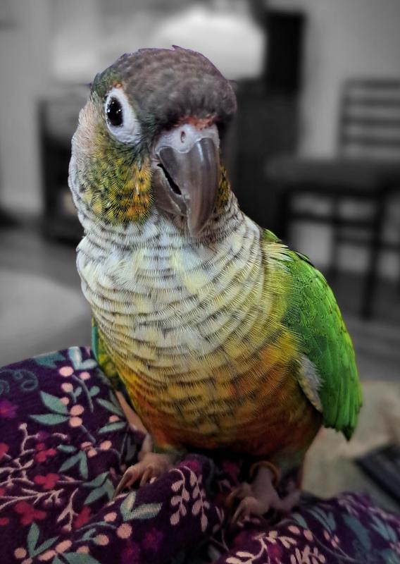 Gold Wings parakeet food – pjo