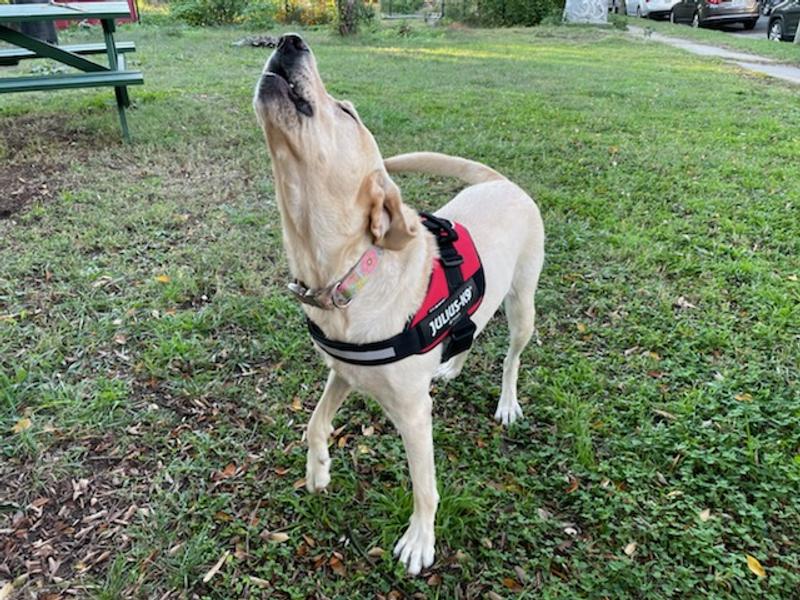 Julius k9 shop harness for labrador