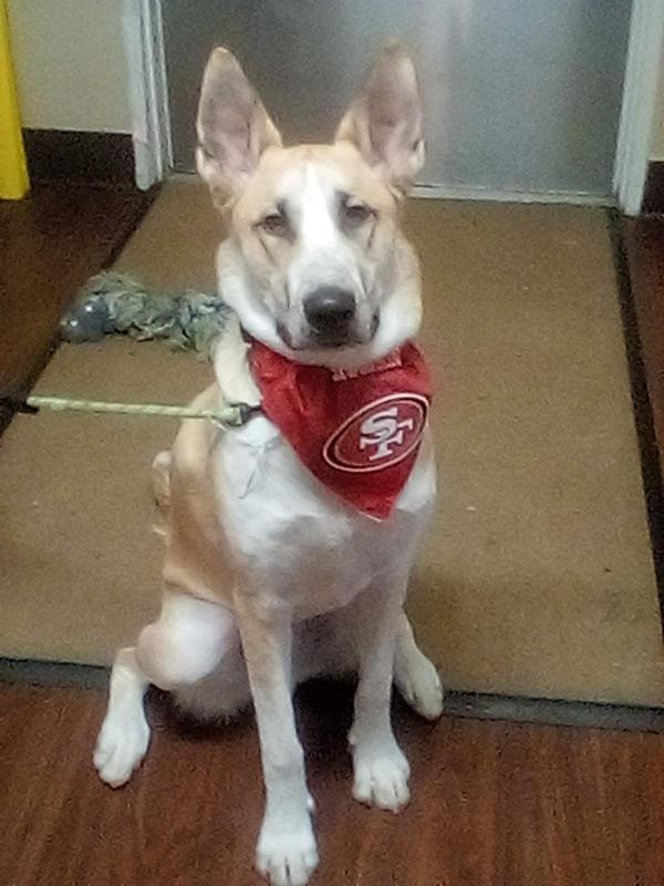 Pets First NFL San Francisco 49ers Dog Bandana - Licensed, Reversible Pet  Bandana - 2 sided Bandana 