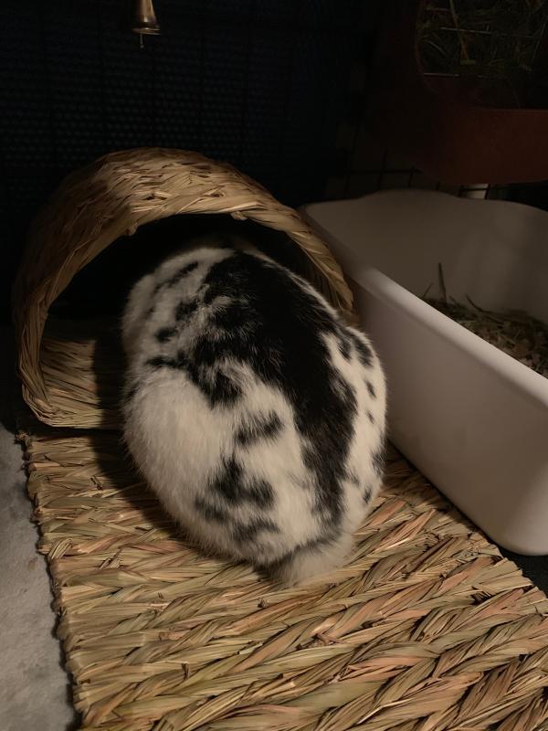 Peter's Woven Grass Hide-A-Way Hut for Small Animals at Tractor Supply Co.