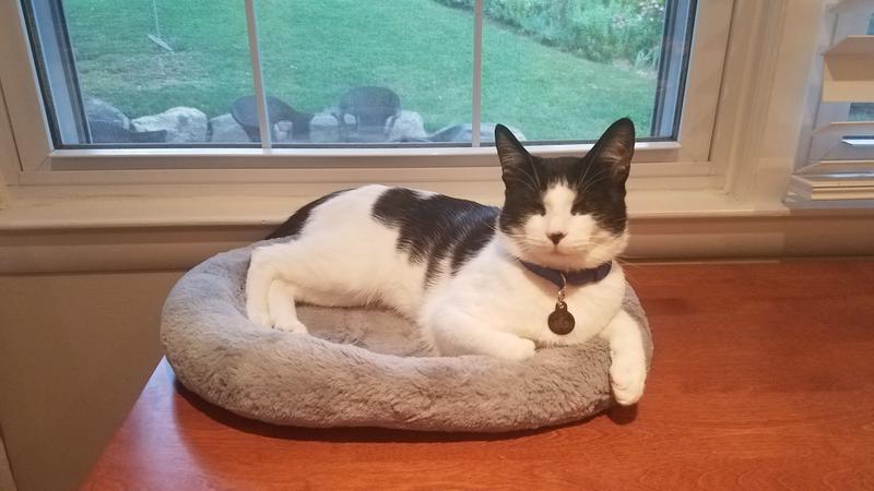 harmony oval cat bed