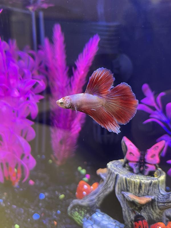 Pink Orchid Betta For Sale Male Petco