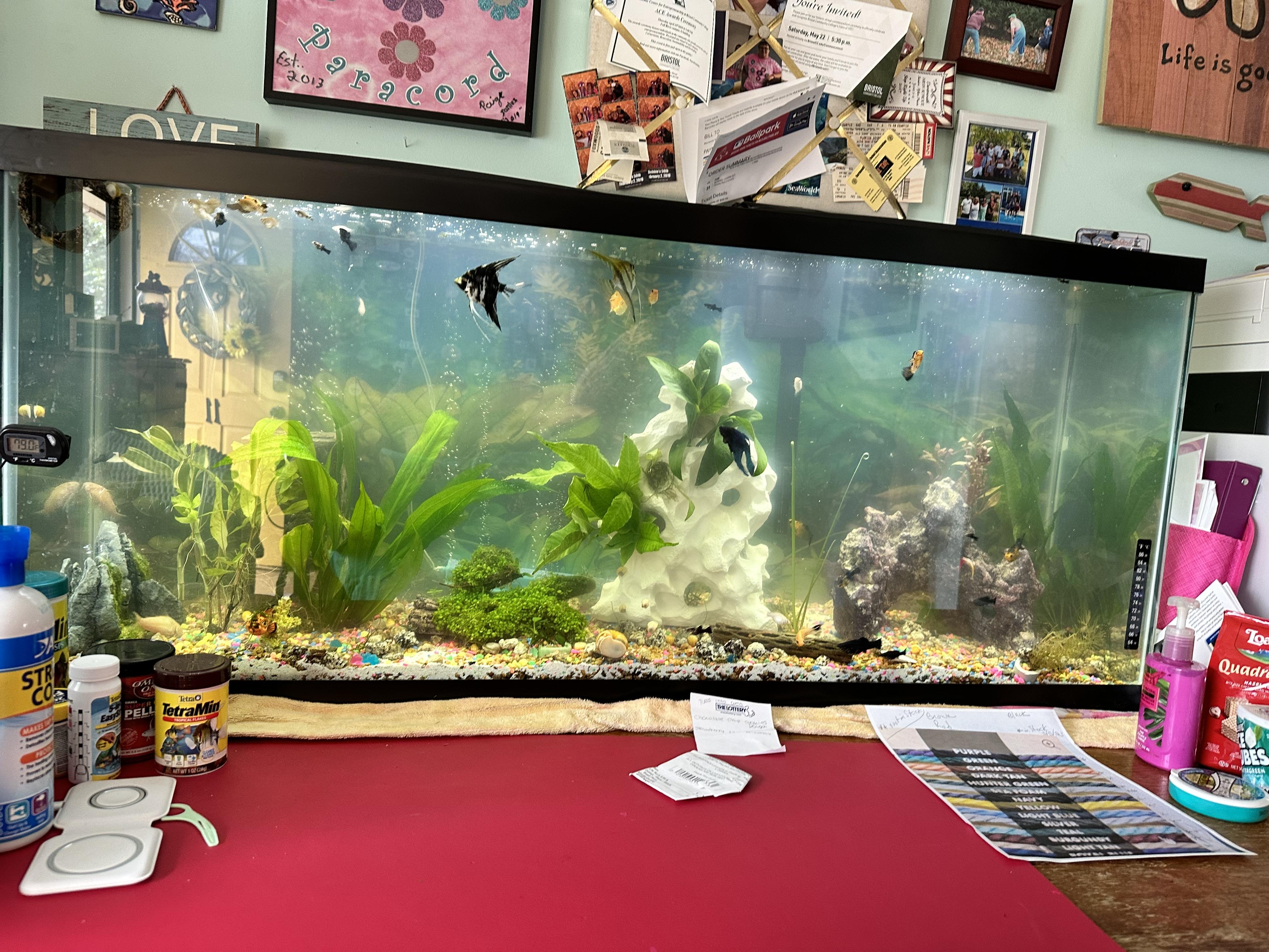 Aqueon 55 Gallon LED Aquarium Kit Petco