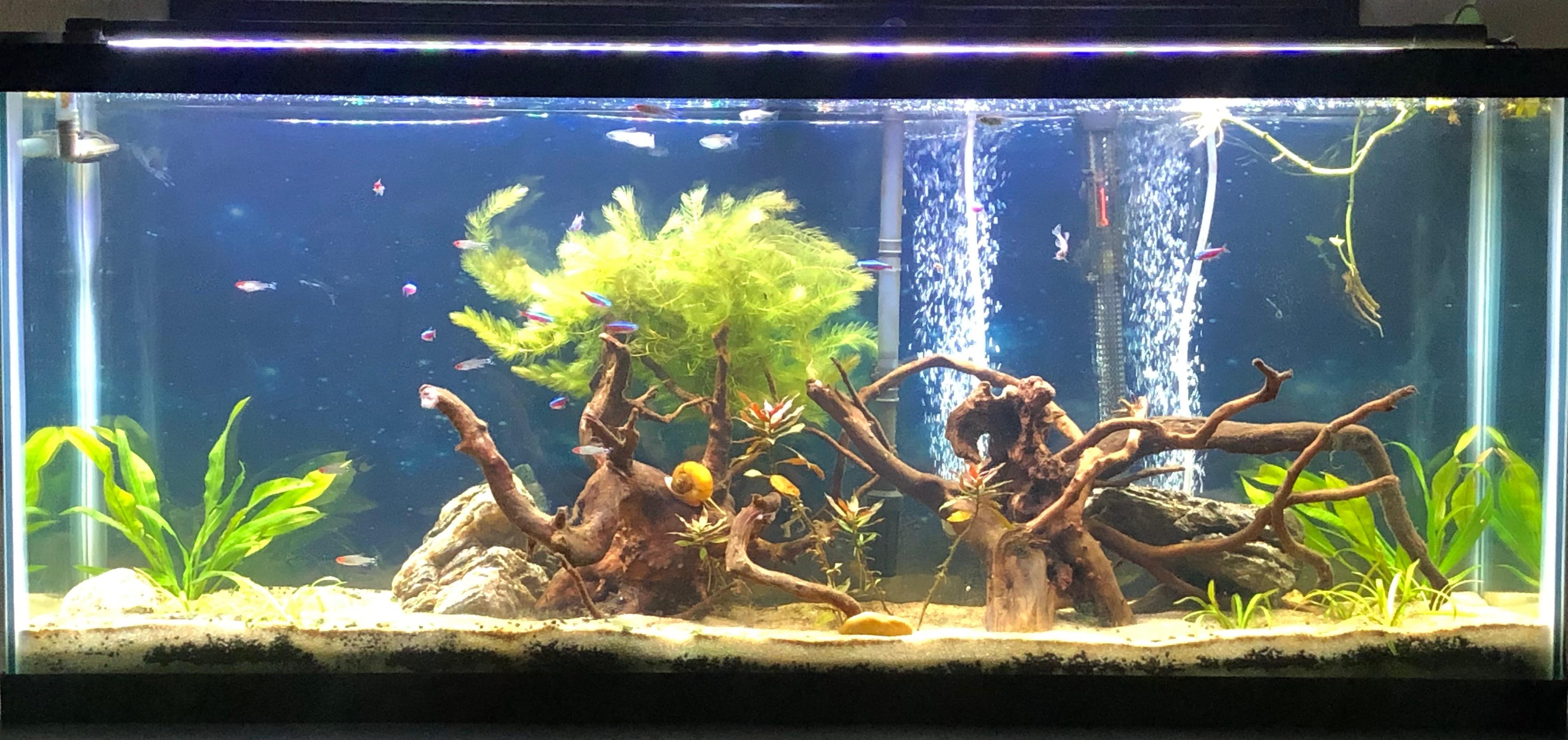 55 gallon aquarium petco hotsell