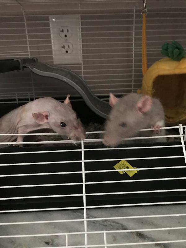 Trying to get to the food