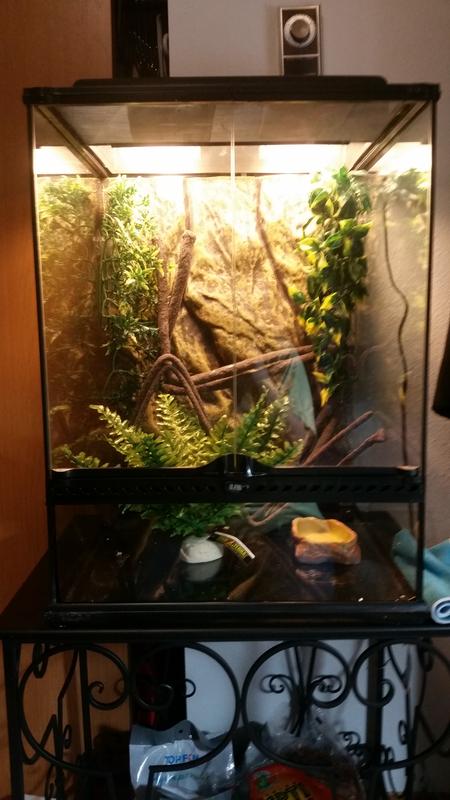 Habitat Kit Rainforest Medium