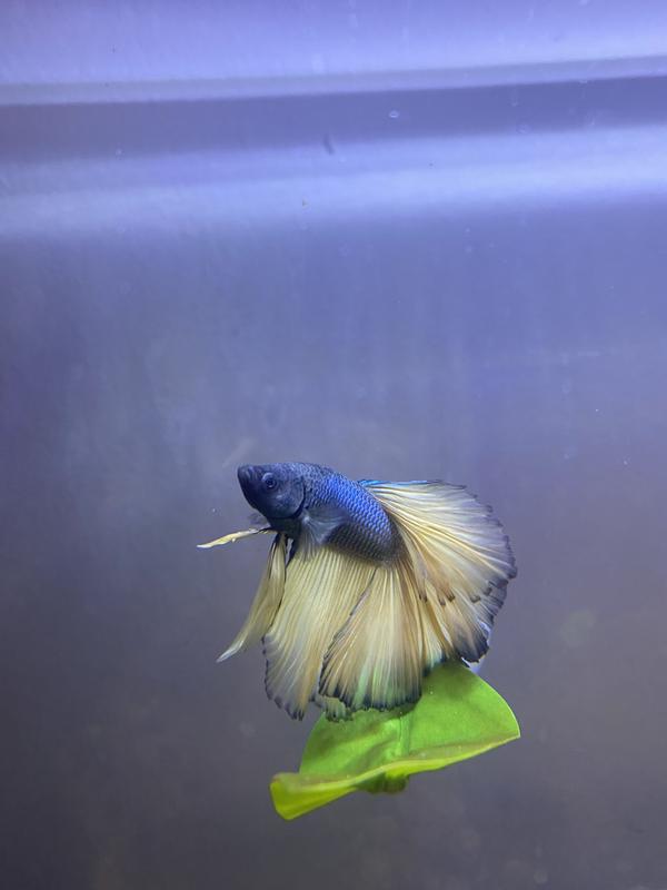 Paradise clearance betta fish