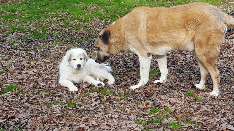 Hunter, Great Pyrenees, and Cooper, Anatolian Shepard Dog