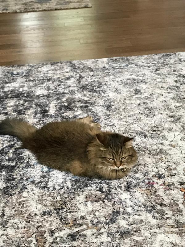 Ginger with a happy tummy!