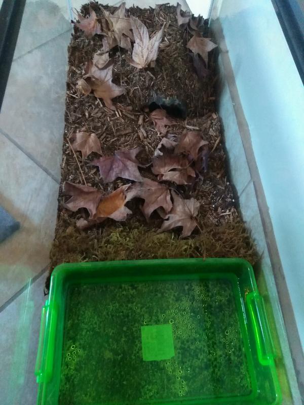 Zoo Med Forest Floor Bedding Petco