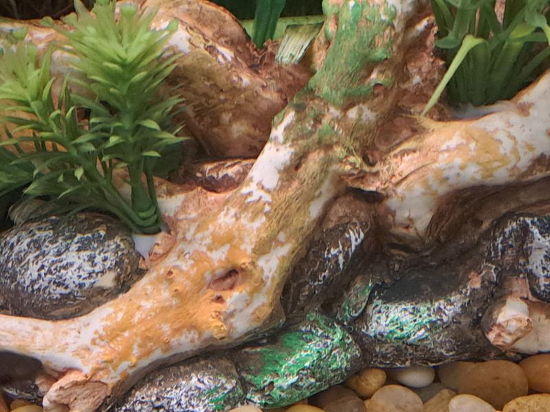Imagitarium Large Aquatic Driftwood - Natural Decor For Fish Tanks & Aquariums