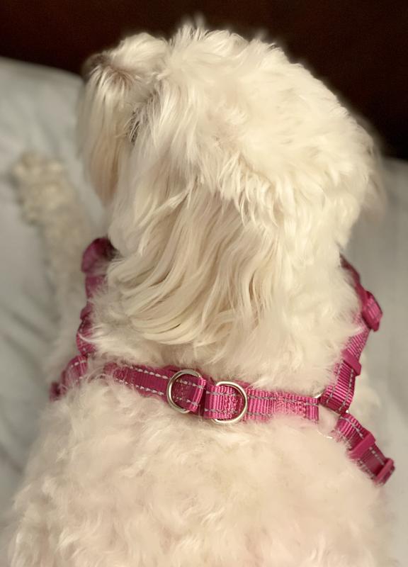 Best harness for sales maltese