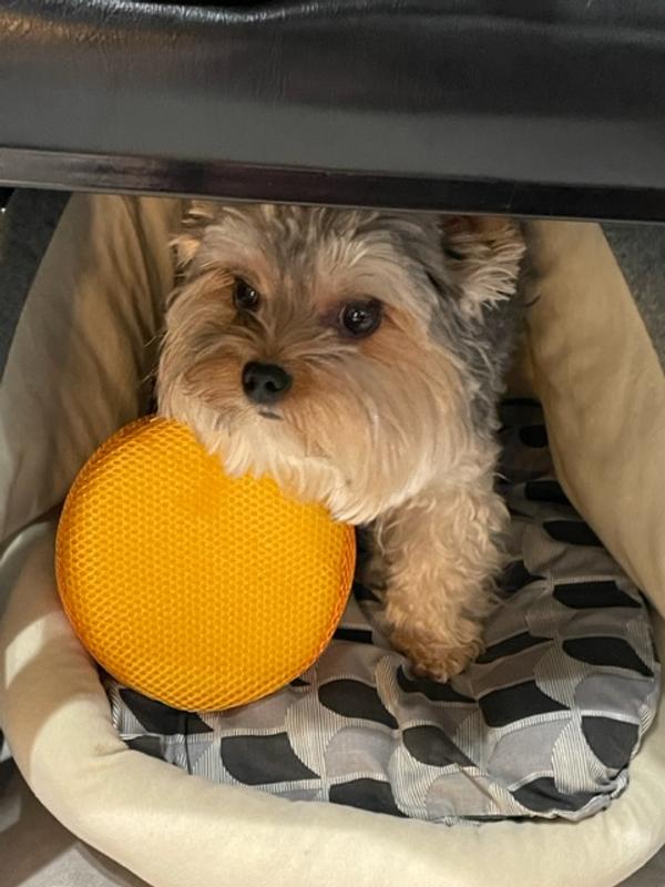 Hiding in his bed so I won't get his toy!