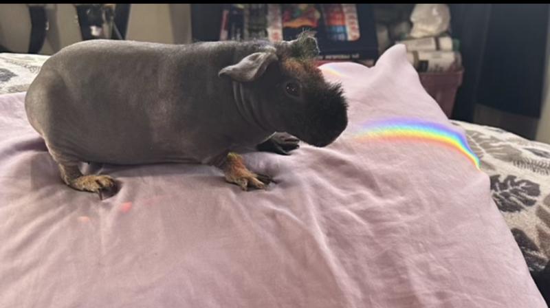 Hairless Guinea Pig Cavia porcellus Petco