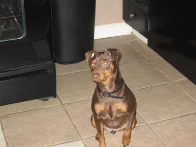 Reese my male min pin!