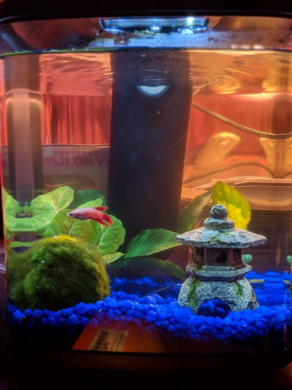 aqueon led mini cube 1.6