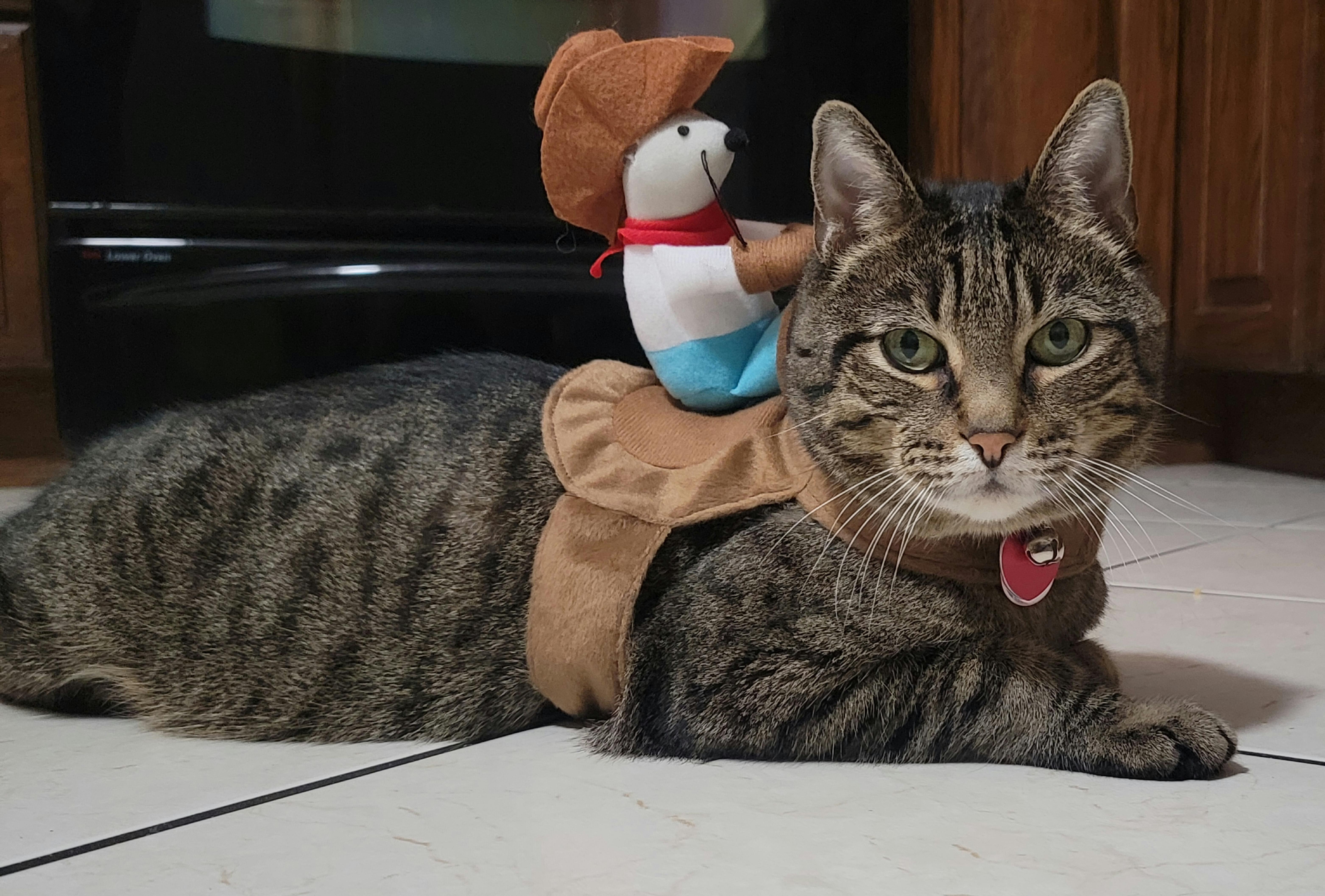 Bootique Kitty Up Costume for Cats X Small Petco