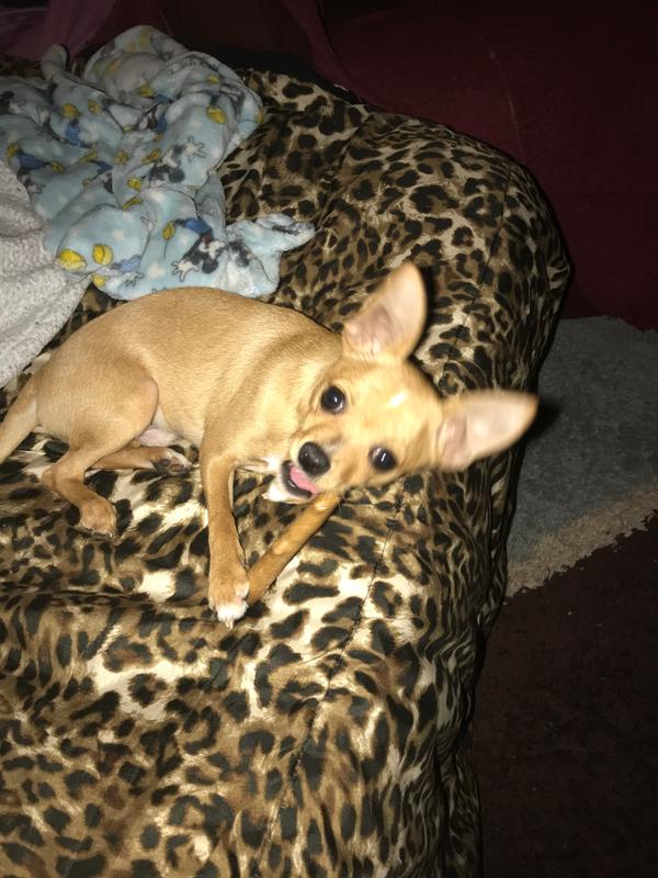 Yummy yummy good chew stick