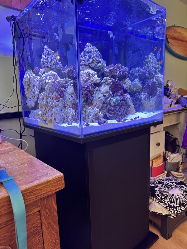 Best 60 Gallon Aquarium With Stand for sale in Elk Grove, California for  2024