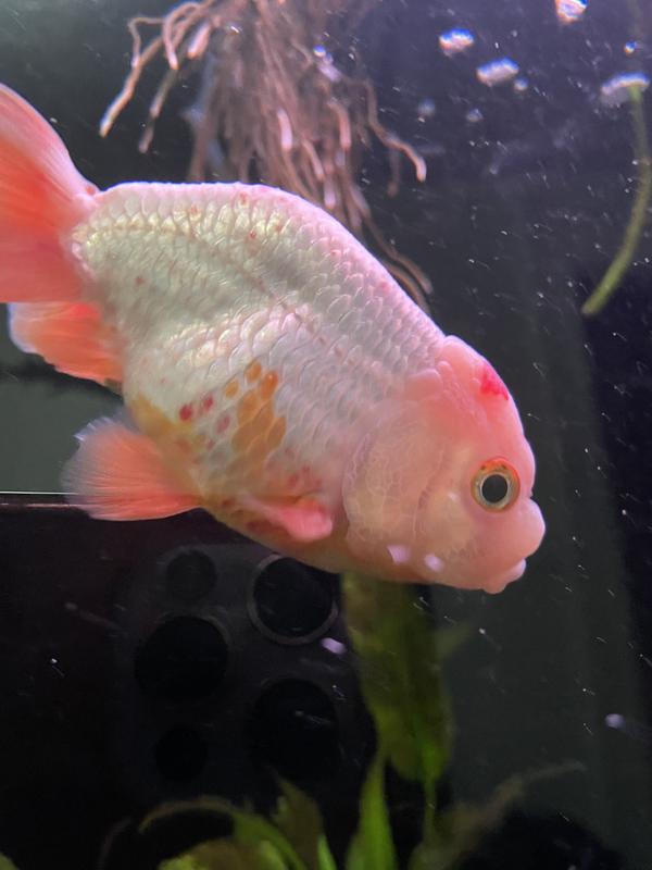 You can see some blood spots next to his normal orange spots on his abdomen
