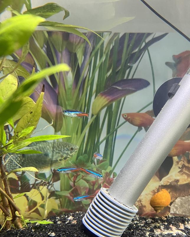 Neon Tetras for Sale Order Neon Tetras Online Petco