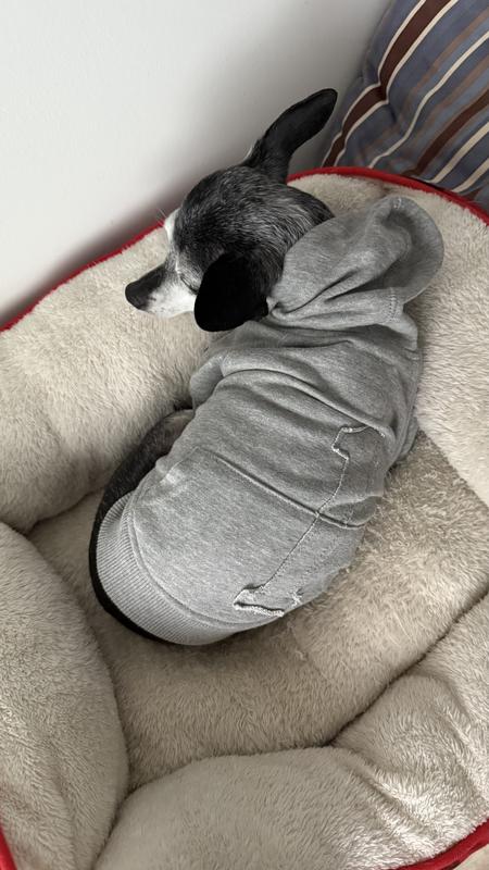 He’s 11-12lbs in size xsmall