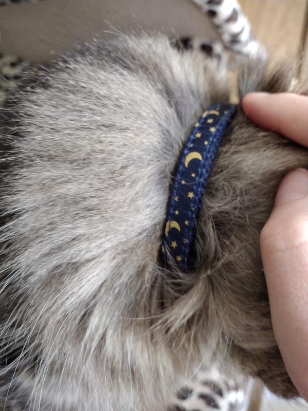 Cat collar LOUIS VUITTON.✨, Gallery posted by มีลูกเป็นหมู.🐽
