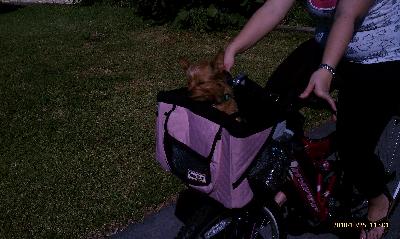 Snoozer Buddy Bike Basket in Pink Black Petco