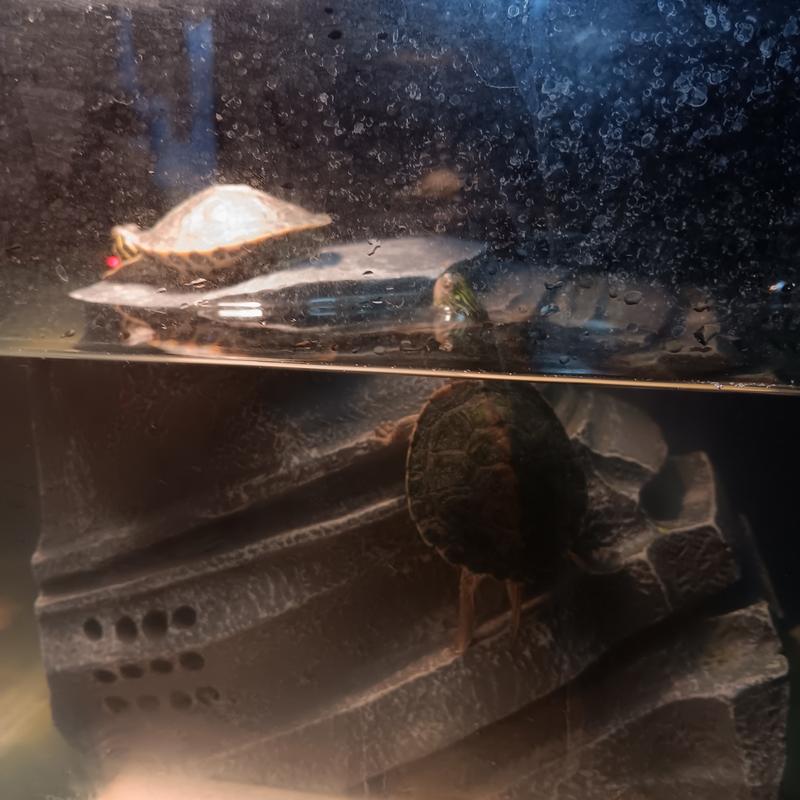 Zilla Basking Platform & Small Turtle Filter Combo from Petco