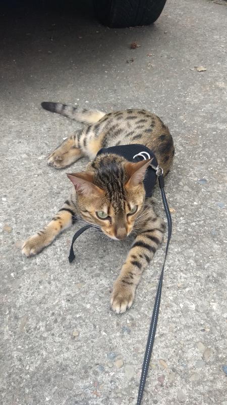 Chilling outside on her walk after stuffing her belly!