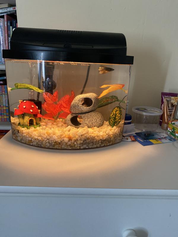 Bumblebee betta store fish for sale