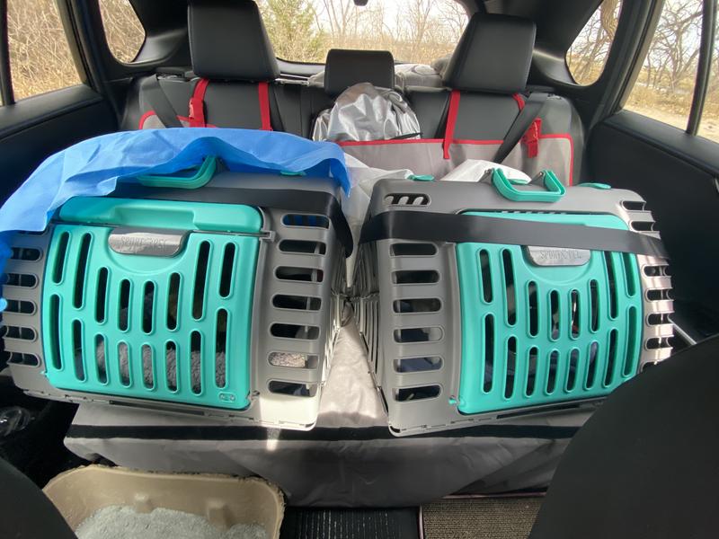 They stayed in carrier during drive, and seatbelt was lowered across carriers but during stops I was about to open door to give water and treats.