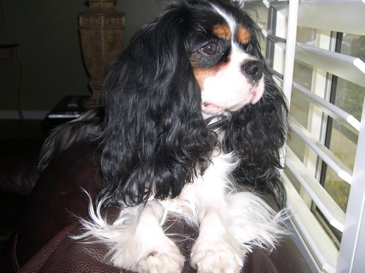 Jasper's lovely coat!