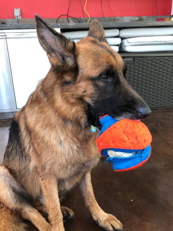 chuckit kick fetch toy ball large