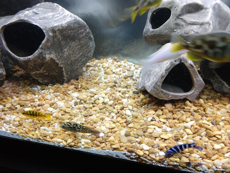 Aquarium Sand White Gravel Fish Tank Substrate for Malawi Cichlid