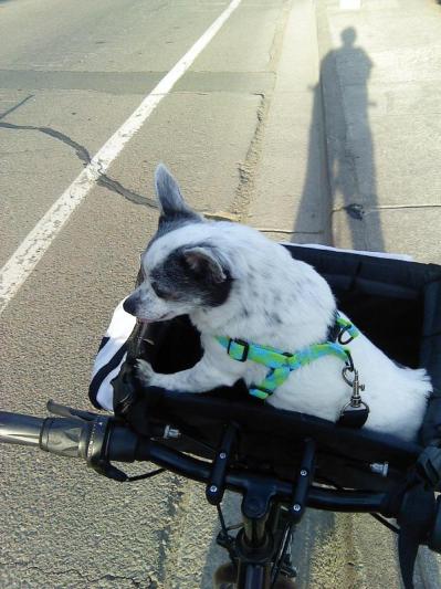 petco bike basket